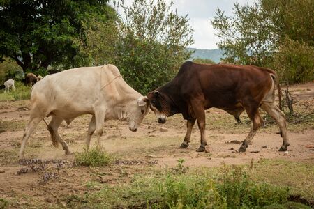 White and brown bulls bump heads togetherの写真素材