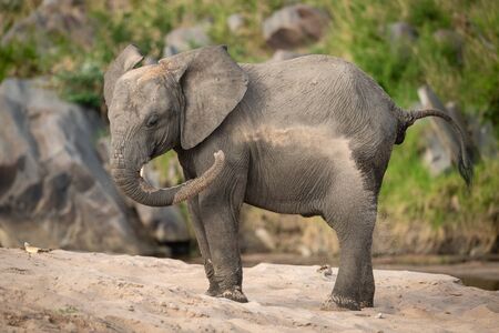 Young African bush elephant enjoys sand bathの写真素材
