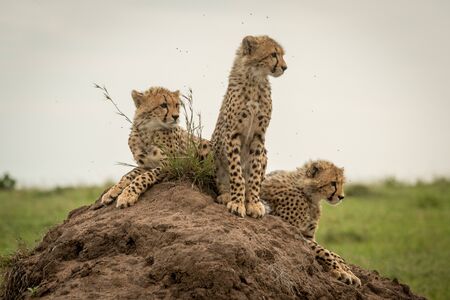 Three cheetah cubs facing right on moundの写真素材