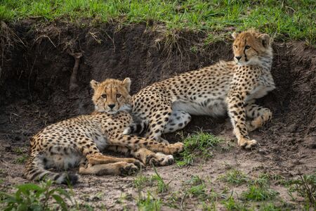 Two cheetah cubs lie against earth bankの写真素材