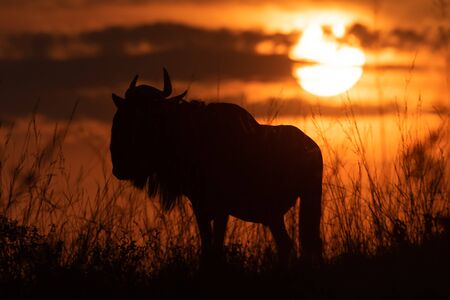 Silhouette of blue wildebeest under setting sunの写真素材