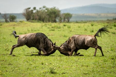 Two male blue wildebeest fight in grasslandの写真素材