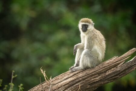 Vervet monkey sits on log eyeing cameraの写真素材
