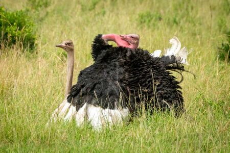 Two common ostrich mating in long grassの写真素材