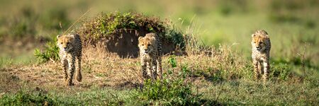 Three cheetah cubs cross grass towards cameraの写真素材