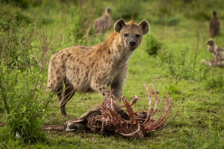 Spotted hyena stands over kill eyeing cameraの写真素材
