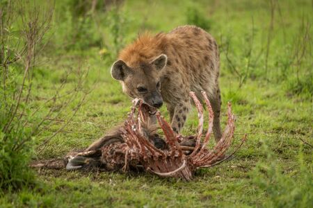 Spotted hyena stands gnawing ribs of carcaseの写真素材