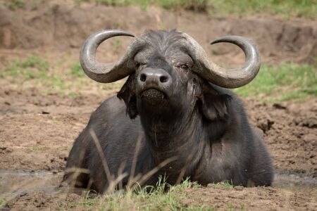 Cape buffalo lies lifting head in mud