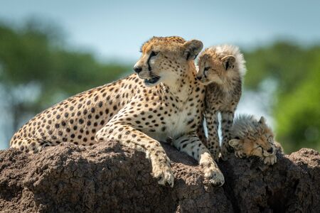 Cheetah lying on mound by two cubsの写真素材