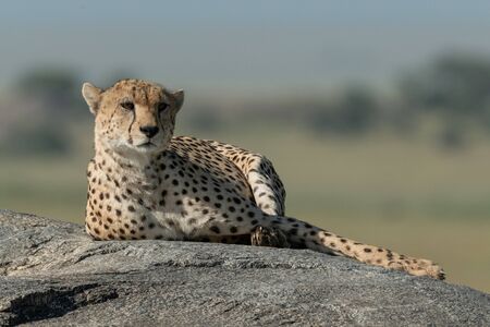 Cheetah lies on sunny rock in savannahの写真素材