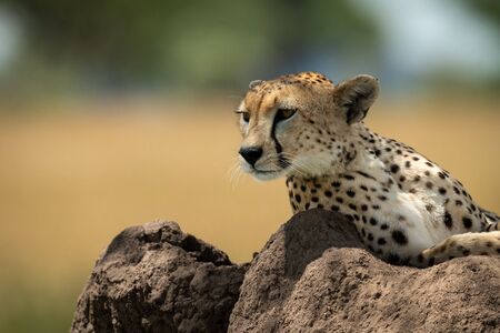 Cheetah lies on termite mound looking backの写真素材