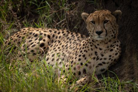 Cheetah lies between bank and long grassの写真素材