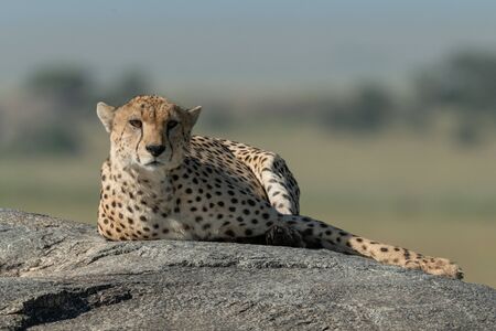 Cheetah lies on sunny rock on savannahの写真素材