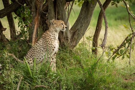 Cheetah sits under shady tree facing rightの写真素材