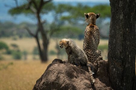 Cheetah sits with cub on termite moundの写真素材