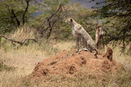 Cheetah sits on termite mound looking out