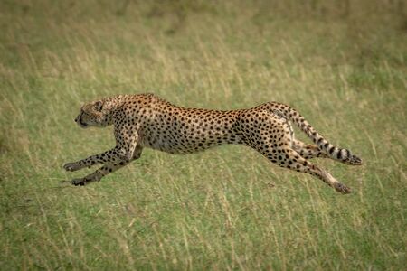 Cheetah stretches legs running at full speedの写真素材