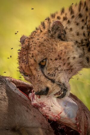 Close-up of bloody cheetah eating wildebeest carcaseの写真素材