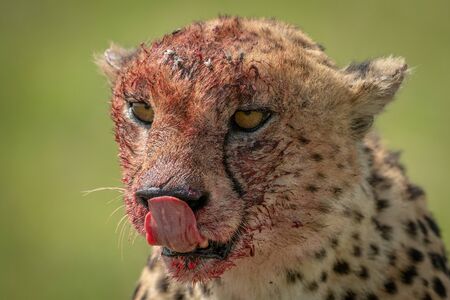 Close-up of cheetah sitting licking bloody noseの写真素材