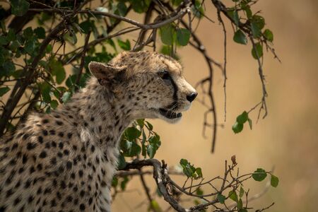 Close-up of cheetah sitting under leafy bushの写真素材