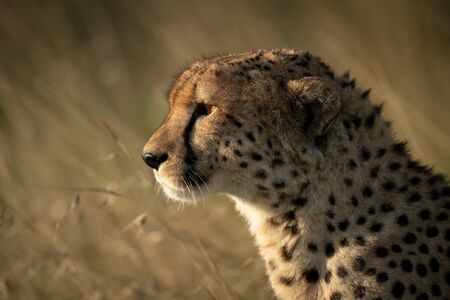 Close-up of cheetah sitting in long grassの写真素材