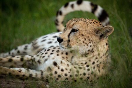 Close-up of cheetah lying in long grassの写真素材