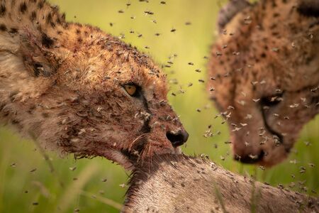 Close-up of flies surrounding two cheetah feedingの写真素材