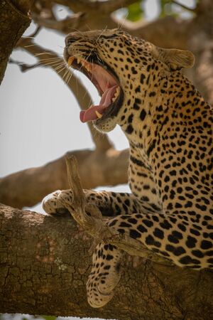 Close-up of leopard lying in tree yawningの写真素材