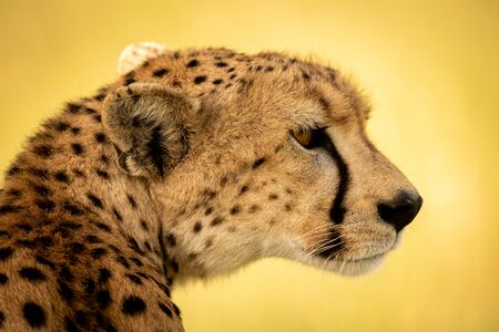 Close-up of female cheetah sitting turning headの写真素材