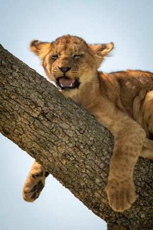Close-up of lion cub lying on trunkの写真素材