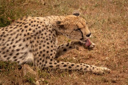 Close-up of female cheetah lying licking pawの写真素材
