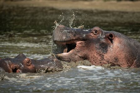 Close-up of hippos splashing around in riverの写真素材