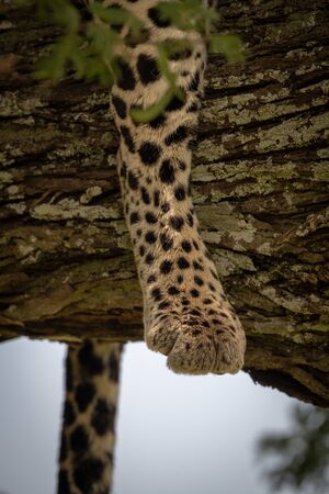 Close-up of leopard leg on lichen-covered branchの写真素材