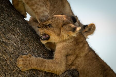 Close-up of lion cub snarling on trunkの写真素材
