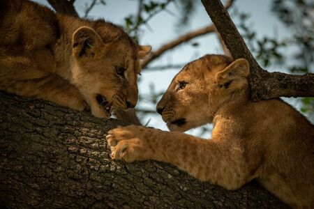 Close-up of two lion cubs lying head-to-head