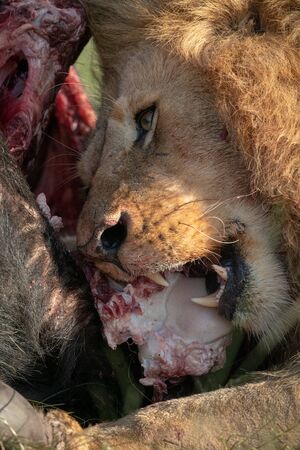 Close-up of male lion feeding on buffaloの写真素材