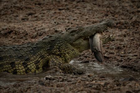 Close-up of Nile crocodile chewing a fishの写真素材