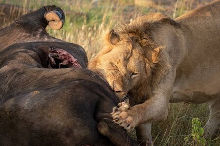 Close-up of male lion gnawing buffalo carcaseの写真素材