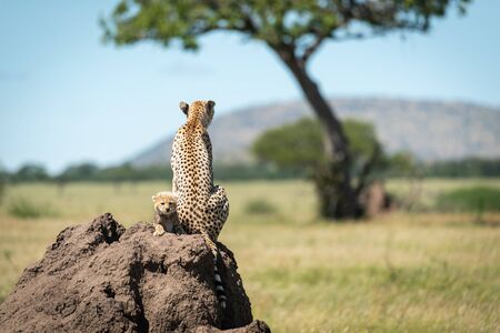 Cub sits behind cheetah on termite moundの写真素材