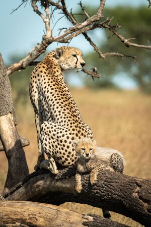 Cub lies behind cheetah on dead branch
