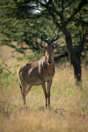 Coke hartebeest standing on mound eyeing camera