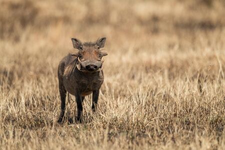 Common warthog eyes camera from burnt grassの写真素材