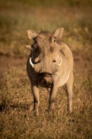 Common warthog stands in grass facing cameraの写真素材