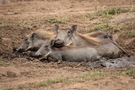 Common warthog and piglets lie in mudの写真素材