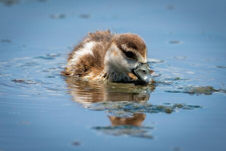 Egyption gosling eats floating weeds in riverの写真素材