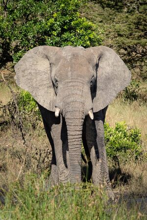 Elephant calf stands facing camera in bushesの写真素材