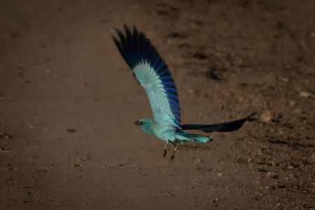 European roller takes off from dirt trackの写真素材