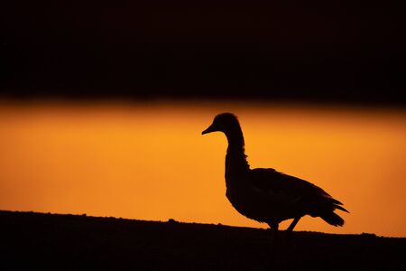 Egyptian goose walks in silhouette at sunriseの写真素材