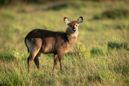 Female Defassa waterbuck standing in tall grassの写真素材