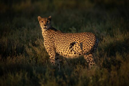 Female cheetah stands in grass eyeing camera